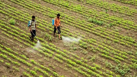 Campaigners call on EU to halt export of banned pesticides | Questions de développement ... | Scoop.it