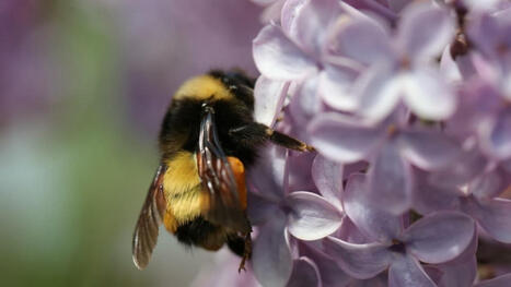 Risque d'extinction élevé chez plus d'un cinquième des pollinisateurs indigènes d'Amérique du Nord | EntomoNews | Scoop.it