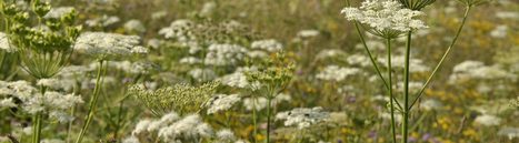 Les substances à base de plantes : des évolutions réglementaires nécessaires et urgentes ! | Lait de Normandie... et d'ailleurs | Scoop.it
