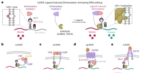 Post-transcriptional modular synthetic receptors | Ncb | RMH | Scoop.it