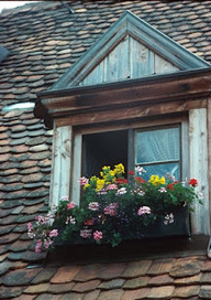 Window-box basics | Gardening Life | Scoop.it