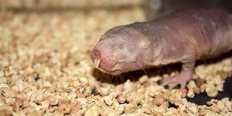 Hart van naakte molrat weigert oud te worden - Scientias.nl | Voeding en het effect op hart en bloedvaten | Scoop.it