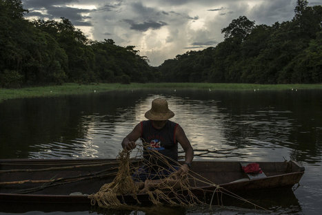 Fishermen in Brazil Save a River Goliath, and Their Livelihoods - New York Times | RAINFOREST EXPLORER | Scoop.it