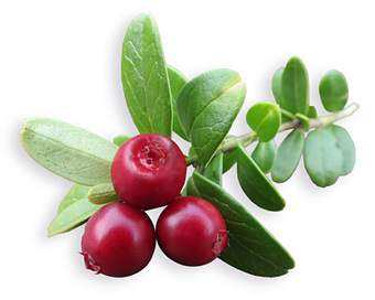 Arctic Lingonberry - Expectional nutritional values | 1Uutiset - Lukemisen tähden | Scoop.it