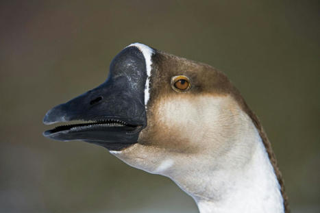 Why China is using guard geese to uphold its zero-COVID policy | Consumer and technological trends in China | Scoop.it