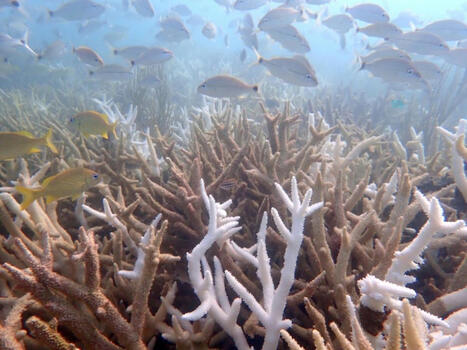 Deux espèces de coraux de Floride "fonctionnellement éteintes" en raison du réchauffement marin | Biodiversité - @ZEHUB on Twitter | Scoop.it
