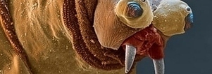 26 Things You Never Want To See Under A Microscope | Writing Activities for Kids | Scoop.it