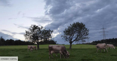 Enedis condamné à verser 140.000 euros à un agriculteur dont les vaches avaient été perturbées par des ondes électromagnétiques | Actualités de l'élevage | Scoop.it