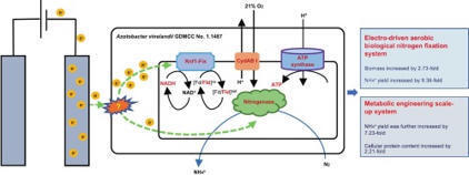 Electro-driven aerobic biological nitrogen fixation for protein and ammonium production by Azotobacter vinelandii with sucrose as the sole carbon source | Plant-Microbe Symbiosis | Scoop.it