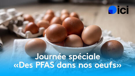 Polluants &eacute;ternels : pr&egrave;s de 60% des &oelig;ufs analys&eacute;s par ICI contiennent des PFAS, 25% d&eacute;passent les normes | Toxique, soyons vigilant ! | Scoop.it