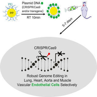 Robust genome editing in adult vascular endothelium by nanoparticle delivery of CRISPR-Cas9 plasmid DNA - Cell | Vectorology - GEG Tech top picks | Scoop.it