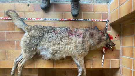 Une louve gestante tuée dans une collision avec une voiture en Forêt-Noire - France Bleu | Biodiversité - @ZEHUB on Twitter | Scoop.it