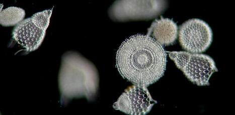 Le plancton peut agir sur le climat, faire évoluer les sciences et participer aux enquêtes criminelles | EntomoScience | Scoop.it