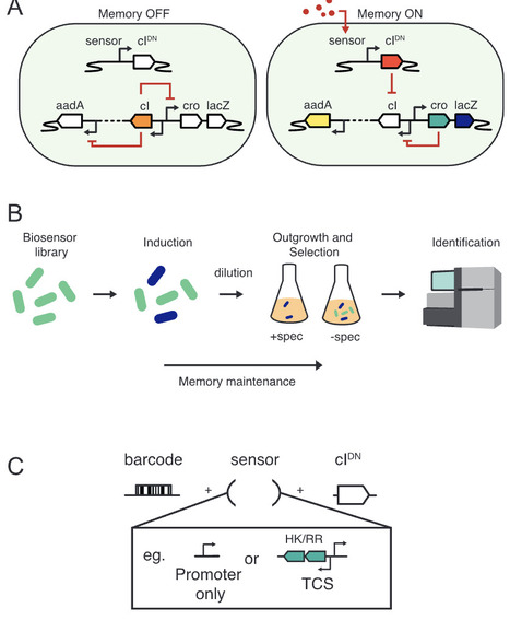 A discovery platform for identification of host-induced bacterial biosensors from diverse sources | msb | RMH | Scoop.it