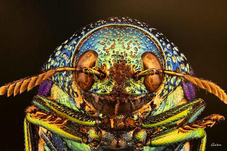 Nathanaël Maury : « Photographier l’invisible avant qu’il ne disparaisse » | EntomoScience | Scoop.it