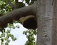 Maladies des abeilles | Insect Archive | Scoop.it