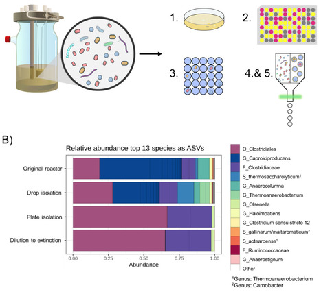 Differential recovery of chain-elongating bacteria: comparing droplet, plating, and dilution-to-extinction methods | mSys | RMH | Scoop.it