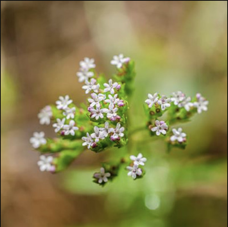 Editorial in Front Plant Sci • Torkamaneh Lab 2023 • Advances in biotechnology-based breeding of medicinal plants | Reviews | Scoop.it