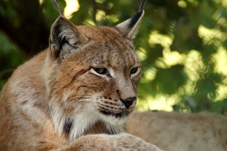 Atteinte mortelle au lynx : un délit passible de trois ans d’emprisonnement et de 150.000 € d’amende… • | Biodiversité | Scoop.it