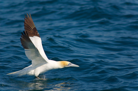 Les oiseaux marins : victimes collatérales des filets maillants | Biodiversité - @ZEHUB on Twitter | Scoop.it
