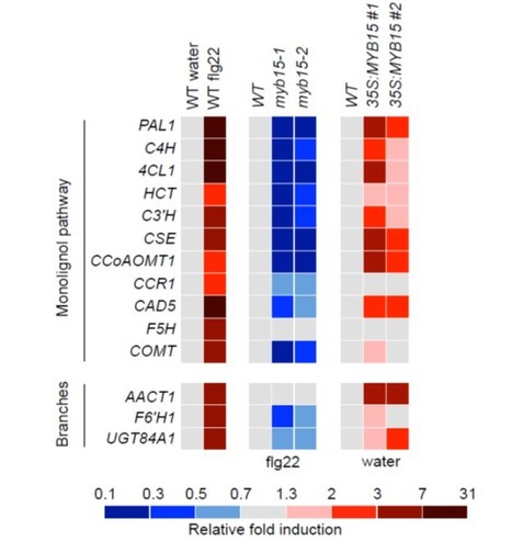 SG2-type R2R3-MYB transcription factor MYB15 controls defense-induced lignification and basal immunity in Arabidopsis ($) | The Plant Cell | Scoop.it