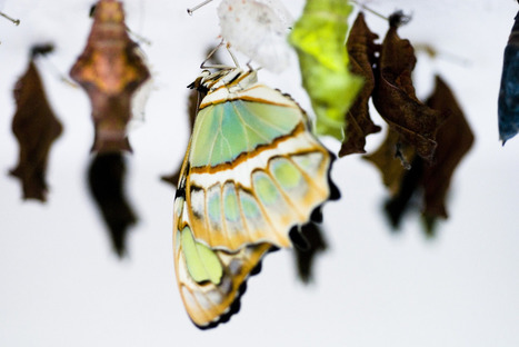 Collaborative Economy Market Contraction Signals Maturity | Web Strategy by Jeremiah Owyang | Digital Business | Peer2Politics | Scoop.it