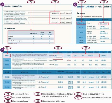 EENdb: a database and knowledge base of ZFNs and TALENs for endonuclease engineering - Nucleic Acids Res. | TAL effector science | Scoop.it