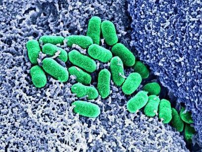 SII, RCH, NASH... Le microbiote intestinal tous azimuts | Life Sciences Universit&eacute; Paris-Saclay | Scoop.it