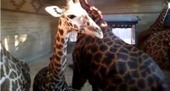 Google Glass helps sick kids visit the Houston Zoo from their hospital beds - Chron.com | Google Glass for Healthcare | Scoop.it