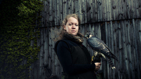 Metsästyshaukka tarkkailee omistajansa eleitä herkeämättä | Eränkävijät | Luonto | yle.fi | 1Uutiset - Lukemisen tähden | Scoop.it