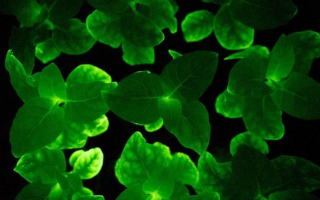 For the First Time, Researchers Make Plants That Glow Sustainably&mdash;And They Could One Day Light Up Our Homes | Sustainability Science | Scoop.it