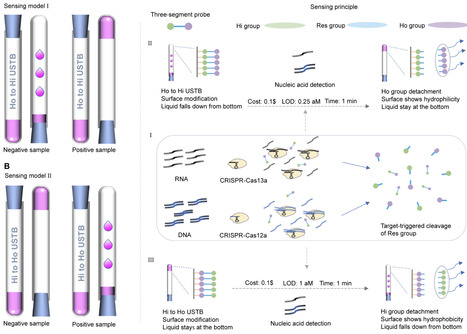 A tube-based biosensor for DNA and RNA detection | SAdv | RMH | Scoop.it