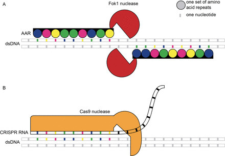 Opportunities in plant synthetic biology | SEED-DREAM Lab info | Scoop.it