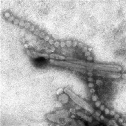 WHO: New flu passes more easily from bird to human | Virology News | Scoop.it