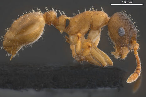 Une fourmi « ninja pillarde » et esclavagiste découverte aux États-Unis | EntomoNews | Scoop.it