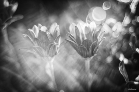 30 Lens Flare Images to Inspire You | PHOTOS VIDÉOS : TRUCS, ASTUCES, MATÉRIEL | Scoop.it