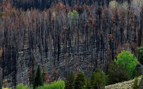 Forest Mortality Exceeds Growth in America’s National Forests | Timberland Investment | Scoop.it