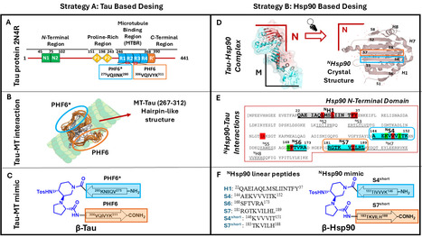 Une chaperonne synthétique basée sur l'interaction Hsp90-Tau inhibe l'agrégation de Tau et rétablit l'interaction physiologique Tau-microtubule | Life Sciences Université Paris-Saclay | Scoop.it