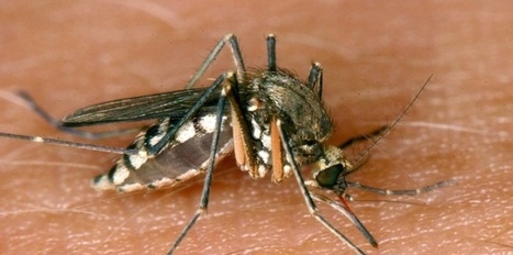 [PARAGUAY] 48 morts de la dengue, 70.000 personnes touchées par l'épidémie | Toxique, soyons vigilant ! | Scoop.it