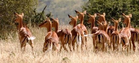 La perte de grands pr&eacute;dateurs pourrait laisser les herbivores dans une situation &eacute;pineuse | Plan&egrave;te, Nature et Biodiversit&eacute; | Scoop.it