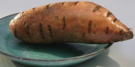 La patate douce, preuve de la découverte de l'Amérique par les Polynésiens | Le BONHEUR comme indice d'épanouissement social et économique. | Scoop.it