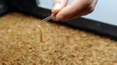 Des produits &agrave; base d'insectes bient&ocirc;t vendus dans un hypermarch&eacute; pr&egrave;s de Toulouse - France 3 Midi-Pyr&eacute;n&eacute;es | Pour innover en agriculture | Scoop.it