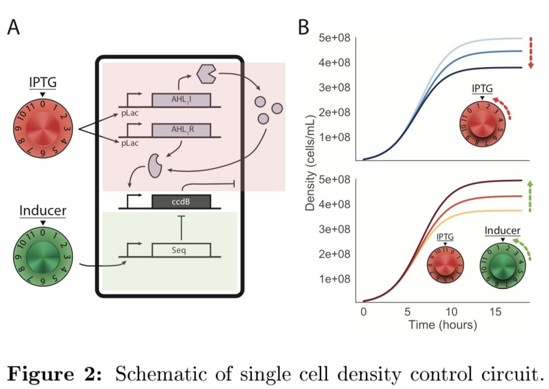 Control of bacterial population density with po...