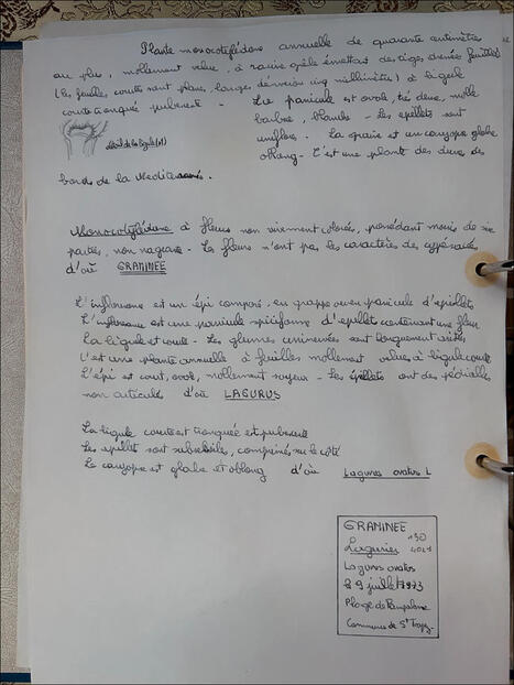 L'ECHO DEMETER : Le lagure ovo&iuml;de, gramin&eacute;e de tradition de bouquets secs, d&rsquo;int&eacute;r&ecirc;t face au changement climatique&nbsp;! &ndash; | L'ECHO DEMETER | Scoop.it