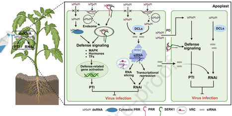 Antiviral RNA interference in plants: increasing complexity and intertwining with other biological processes | pcm | RMH | Scoop.it
