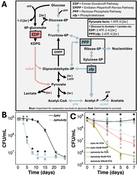 Pseudomonas aeruginosa Relies on a Phosphoketolase to Support Anaerobic Survival Under Reductive Stress | mmb | RMH | Scoop.it