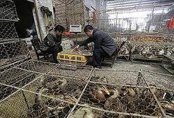 China bird flu scare: H7N9 found to be a deadly mix of four strains | Virology News | Scoop.it