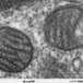 New type of virus found in the ocean | Virology News | Scoop.it