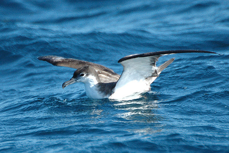 Marée noire en Nouvelle-Zélande : plus de 800 oiseaux touchés | NEOPLANETE | Biodiversité - @ZEHUB on Twitter | Scoop.it
