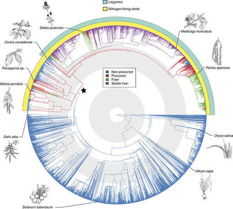 Nature Communications: A single evolutionary innovation drives the deep evolution of symbiotic N2-fixation in angiosperms | SEED-DREAM Lab info | Scoop.it